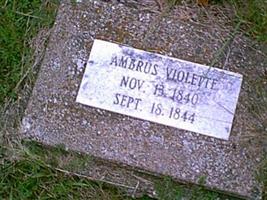Ambrus Violette