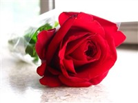 red-rose-516763.jpg on Sysoon