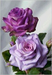3d209c62c9cf7a88876cbd4cdeb3955e.jpg on Sysoon