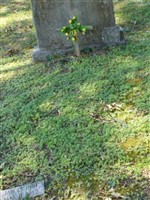 Albert Martellis Johnson Albert Martellis Johnson
