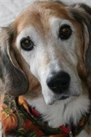 Alex (dog) Hollida