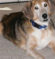 Alex (dog) Hollida