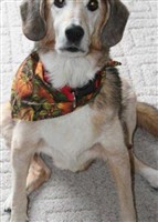 Alex (dog) Hollida