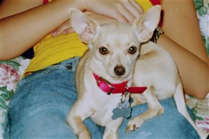 Ande Bell