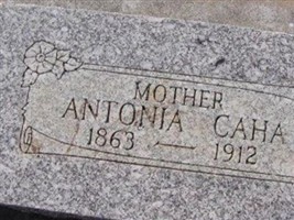 Antonia Caha Antonia Caha