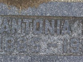 Antonia M Schmidt Antonia M Schmidt
