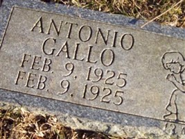 Antonio Gallo