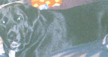 Bailey Bear Dog Bailey Bear Dog