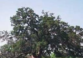 Bevill Family Cemetery