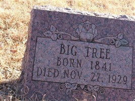 Big Tree Big Tree