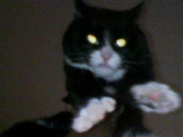 Boots "Miss Kitty" Mensching Boots "Miss Kitty" Mensching