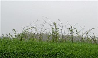 Brandt Cemetery