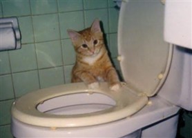 Bubba (the Cat) McDonald