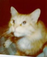 Bubba (the Cat) McDonald