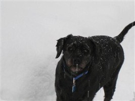Buddy Lou Wilson