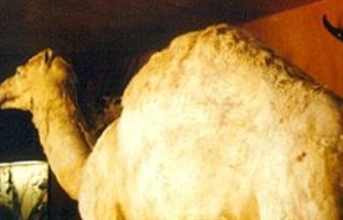 Camel of Napoleon Bonaparte Camel of Napoleon Bonaparte