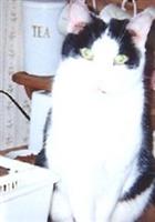 Cat Leroy Brown