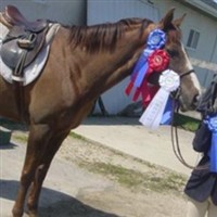 Chessie The Horse
