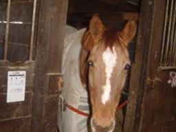 Chessie The Horse