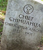 Chief Chihuahua Chief Chihuahua