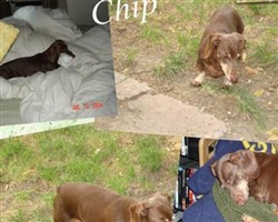 Sir Chocolate Brown Chipman "Chip" Brown Sir Chocolate Brown Chipman "Chip" Brown