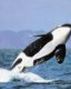 Clovis The Whale