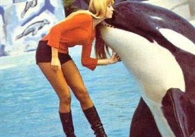 Clovis The Whale