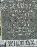 Darius M Wilcox