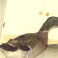 Duck W.