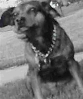 Duffy Harker Dog