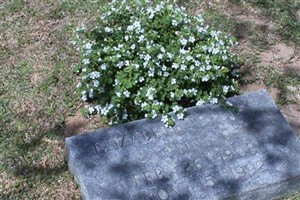 Elizabeth Hamer Stutts Cline Elizabeth Hamer Stutts Cline