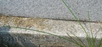 Elsie Vanderbilt Elsie Vanderbilt