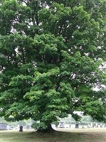 Enon Cemetery