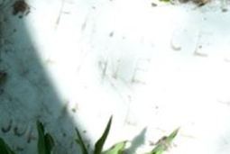 Frances Lynette Wille Frances Lynette Wille