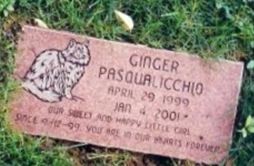 Ginger Cat Pasqualicchio