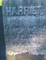 Harriet Daily Harriet Daily