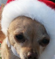 Heidi