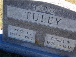 Ivory Camella Plant Tuley Ivory Camella Plant Tuley