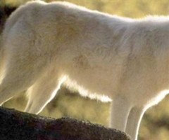 Keba Needler Keba Needler