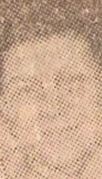 Laura Curtis Petersen