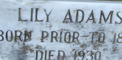Lily Adams Lily Adams