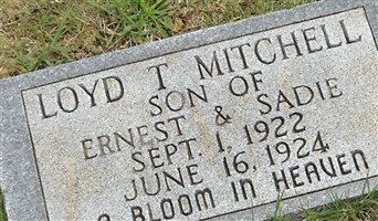 Loyd T Mitchell