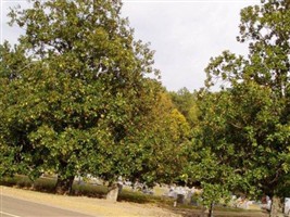 Magnolia Gardens Cemetery