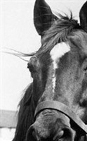Man O' War Man O' War