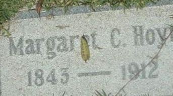 Margaret C Hoyt