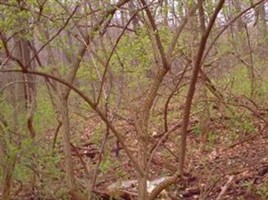 McClure Cemetery