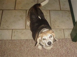 Miss Penny