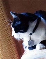 Mr. Kit E. "Baby" Kat