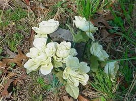 Name Unknown