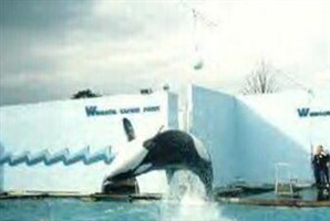 Nemo The Whale Nemo The Whale